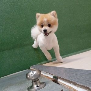 Meet your Posher, Eddy